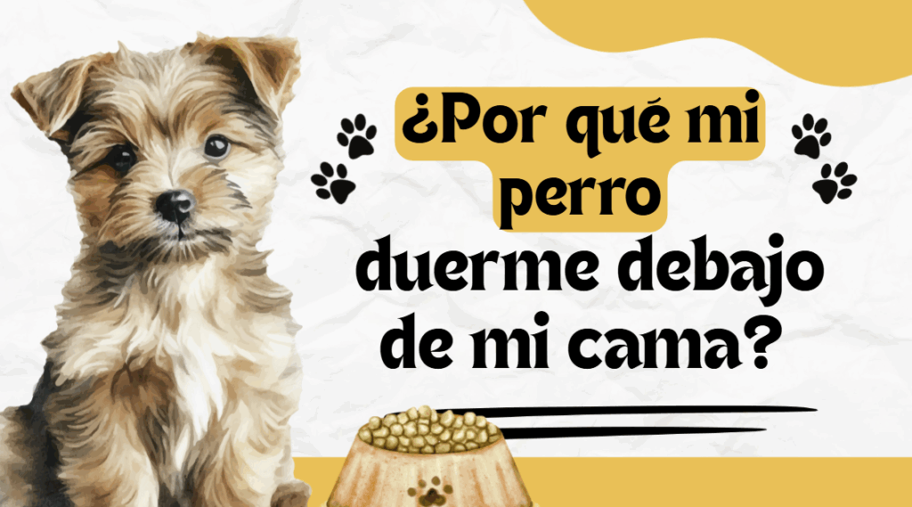 Descubre por qué tu perro duerme debajo de tu cama y qué significa su comportamiento