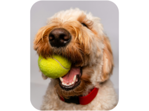Perro mordiendo una pelota de tenis para perros