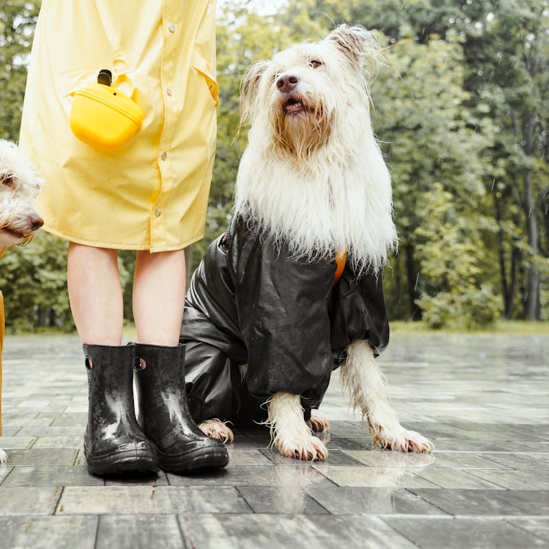 Chubasqueros para perros: cuándo son necesarios y cómo elegir el mejor