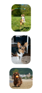 Juguetes para perros: lanzador manual, puzzle mental y pelota para agua