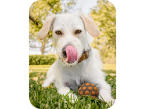 Perro jugando con pelota para perros en el césped