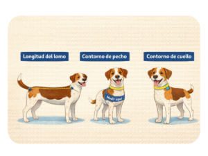 Como medir a tu perro: longitud del lomo, contorno de pecho y contorno de cuello.