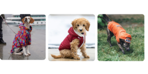 Perros de distintos tamaños usando impermeables para perros en lluvia y clima frío durante paseos al aire libre.