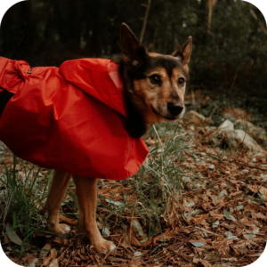Perro con chubasquero impermeable rojo para protegerlo de la lluvia.