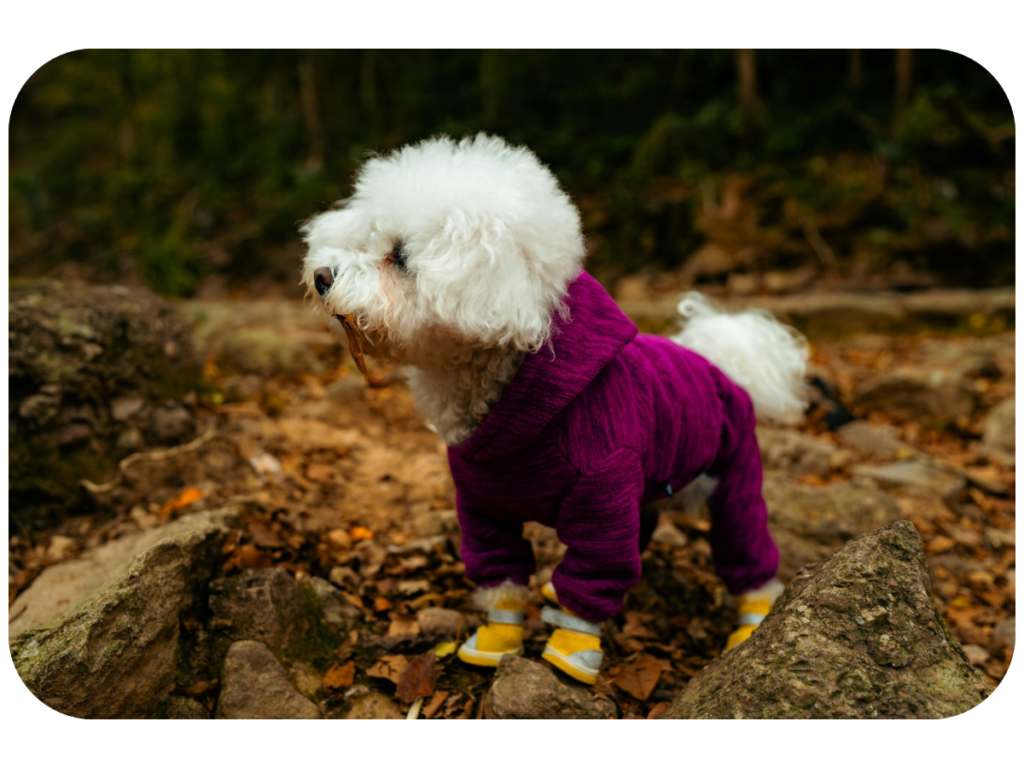 Zapatos para Perros: Guía Completa para Proteger las Patas de tu Mascota