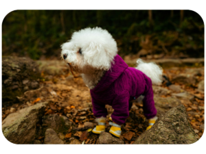 Perro pequeño blanco con mono térmico y botas protectoras en el bosque