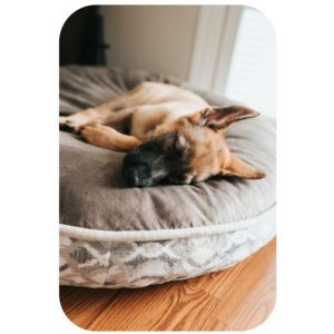 Perro grande descansando en cama ortopédica de memory foam
