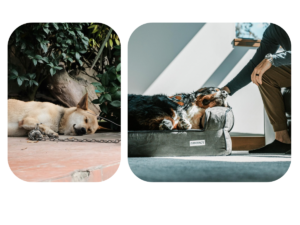 Comparación de presión articular en perro durmiendo en suelo versus cama ortopédica